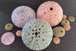 SEA URCHIN